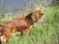Cavalier king charles spaniel Kikki