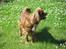 Cavalier king charles spaniel Kikki