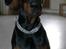 Dobermann Rocco R.I.P. -2008 - se hvor stolt jeg ser ud... :)