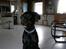 Dobermann Rocco R.I.P. -2008