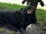 Dobermann Rocco R.I.P. -2008 - Rocco... du var så fin... så højt elsket.. du vil ALDRIG blive glemt!!!!!! <3<3<3 miss U every day!!