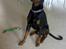 Dobermann Rocco R.I.P. -2008