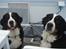 Berner sennenhund KAHLUA - Mor og datter (Kahlua til venstre)