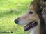 Shetland sheepdog mikkel  (DØD)