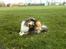 Shetland sheepdog mikkel  (DØD)