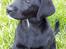 Labrador retriever Mille min mannds hund