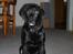 Labrador retriever Mille min mannds hund