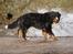 Berner sennenhund Balou - (død 2011) - Studentersøen siger du, jeg kan da ikke se nogen studenter.....