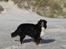 Berner sennenhund Balou - (død 2011) - Grenå strand oktober 08