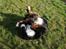 Berner sennenhund Balou - (død 2011) - Ingen skal komme og sige, at jeg ikke er smidig! Øh, hvordan kommer jeg op herfra.....