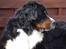 Berner sennenhund Balou - (død 2011) - Ligger lige her og overvåger det hele...