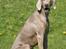 Blanding af racer Millie R.I.P. 16/9/2012 - Smukke i varmen