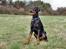 Dobermann G.O.F. Brilliant Boris - Kast nu lige den bold ik...