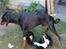 Dobermann G.O.F. Brilliant Boris - Naboens hund var inde til en lille playdate
