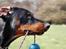 Dobermann G.O.F. Brilliant Boris - MIN bold!