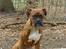Boxer Emma