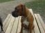 Boxer Emma