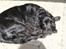Field Trial spaniel Mille