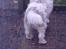 Grand basset griffon vendéen Fiffi<3 AFLIVET ;´(  - Når enden er god, er alting godt !