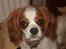 Cavalier king charles spaniel Emma