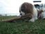 Cavalier king charles spaniel Emma