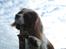 Cavalier king charles spaniel Emma