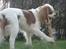 Cavalier king charles spaniel Emma
