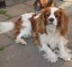 Cavalier king charles spaniel Simba R.I.P <3