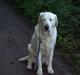 Labrador retriever Melicmark Make a move