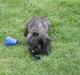 Cairn terrier Sofus