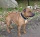 Staffordshire bull terrier Rocky