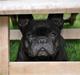Fransk bulldog *Lulu* *Himmelhund*