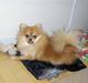 Pomeranian nuller