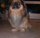 Pekingeser Overbøffen Pingeling 