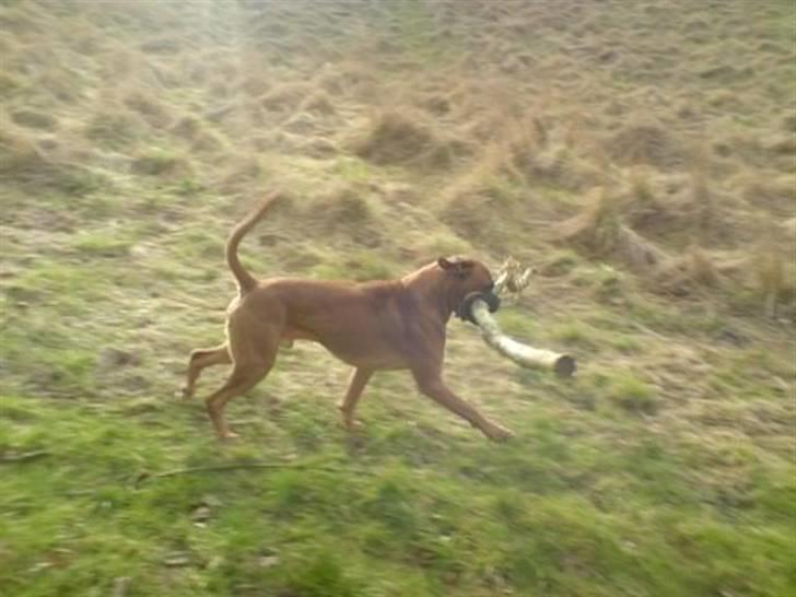 Boxer Champion Chiko - uhh  det her er bare sjovt billede 5