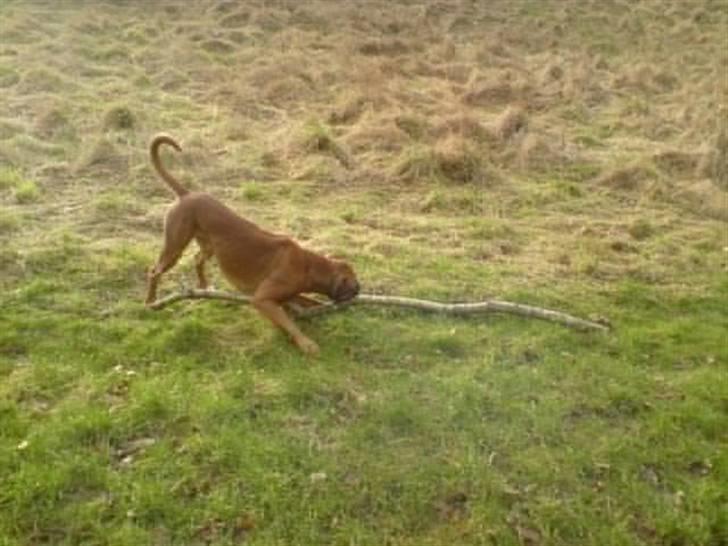 Boxer Champion Chiko billede 6