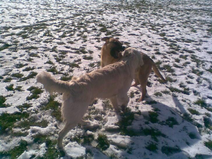 Blanding af racer Tyson - hygger i sneen med Rocky billede 15