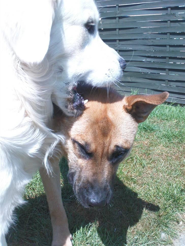 Blanding af racer Tyson - Tyson og mormors hund Rocky billede 16