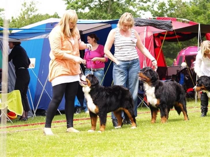 Berner sennenhund KAHLUA - se lige 9 mdr gammel.... hva siger i til det thihi billede 9