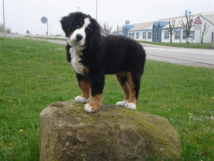 Berner sennenhund KAHLUA - i am king of the world billede 10