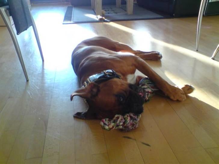 Boxer Champion Chiko - skal jeg virkelig lege med mig selv billede 7