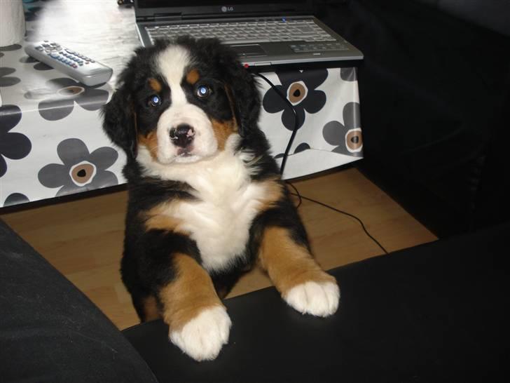 Berner sennenhund KAHLUA billede 11