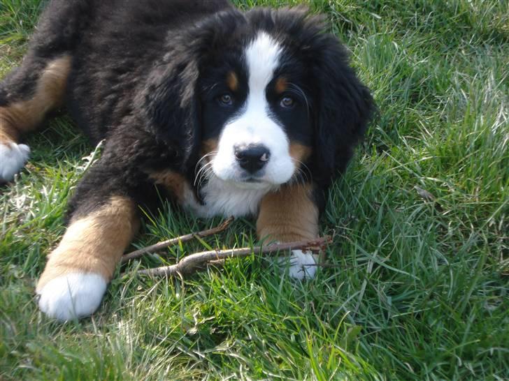 Berner sennenhund KAHLUA billede 12
