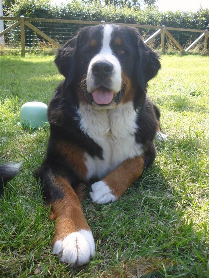 Berner sennenhund KAHLUA billede 13