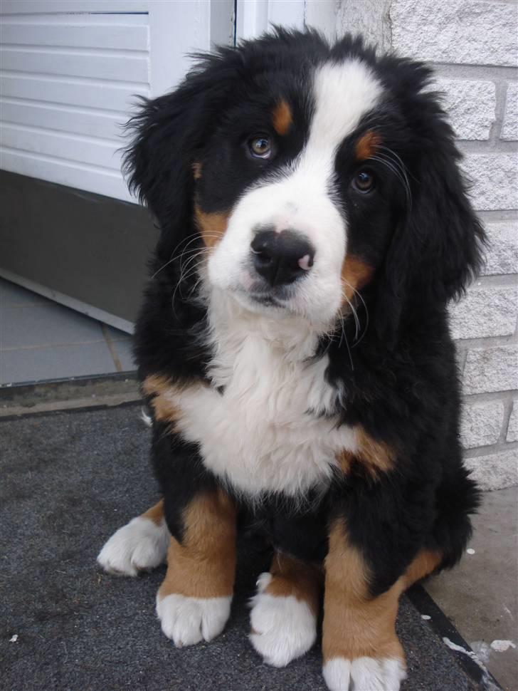 Berner sennenhund KAHLUA billede 14