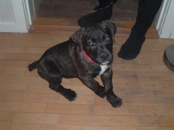 Blanding af racer Izak billede 9