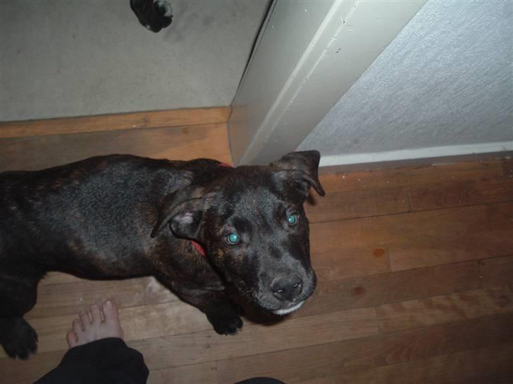 Blanding af racer Izak billede 10