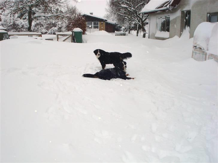Berner sennenhund KAHLUA billede 15