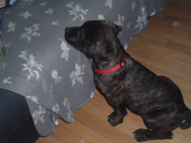 Blanding af racer Izak billede 12