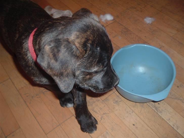 Blanding af racer Izak billede 13